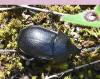 Ablattaria laevigata